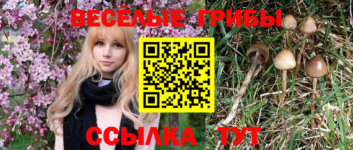 Псилоцибиновые грибы Psilocybine cubensis  Псилоцибиновые грибы прущие грибы  Люберцы  Вход с VPN 